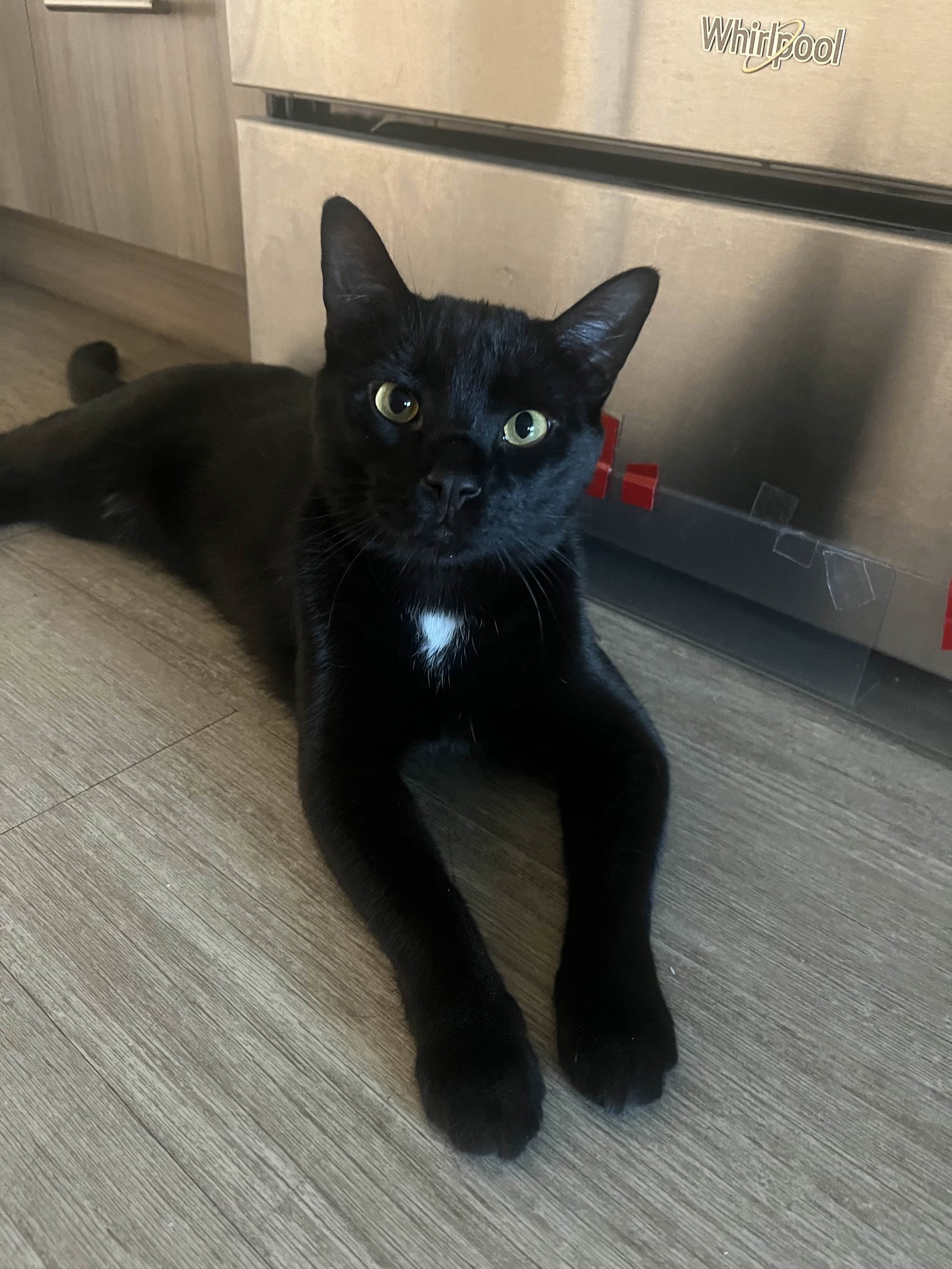 APOLLO Offered by Owner Young Male's  Page