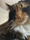 PENELOPE - Offered by Owner - Gentle/Older