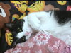 MEOW - Offered by Owner - Friendly Family Pet