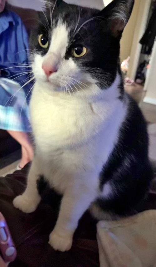 MEOW - Offered by Owner - Friendly Family Pet