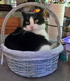 MEOW - Offered by Owner - Friendly Family Pet