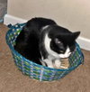 MEOW - Offered by Owner - Friendly Family Pet
