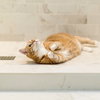 MILO & OTIS - Offered by Owner - Bonded Pair