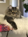 MILO & OTIS - Offered by Owner - Bonded Pair
