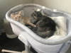MILO & OTIS - Offered by Owner - Bonded Pair