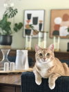 MILO & OTIS - Offered by Owner - Bonded Pair