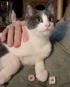 SHEEBA & OSCAR - Offered by Owner - Kitten Pair