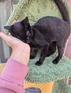 SHEEBA & OSCAR - Offered by Owner - Kitten Pair