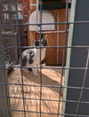 SHEEBA & OSCAR - Offered by Owner - Kitten Pair