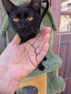 SHEEBA & OSCAR - Offered by Owner - Kitten Pair