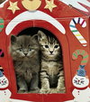 CHARLIE - Kitten ok w/Dogs