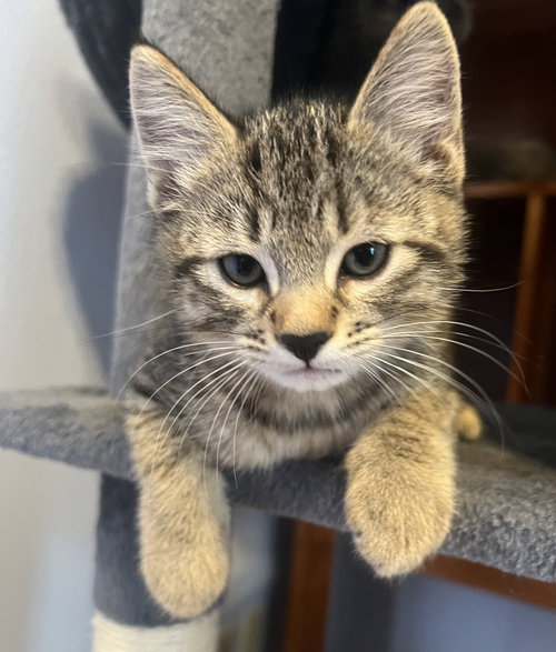 CHARLIE - Kitten ok w/Dogs