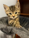 CHARLIE - Kitten ok w/Dogs
