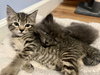 CHARLIE - Kitten ok w/Dogs