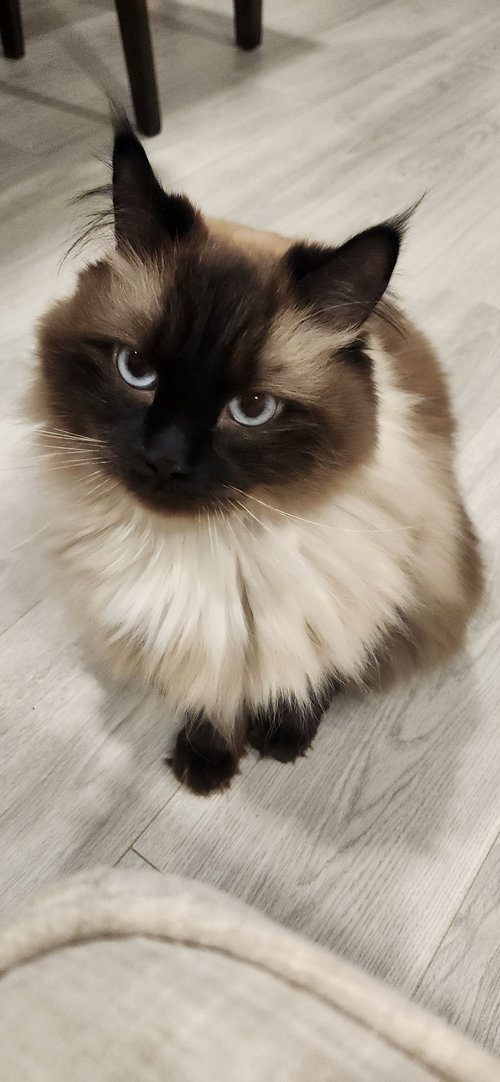 COOKIE - Offered by Owner - Male Siamese