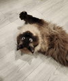 COOKIE - Offered by Owner - Male Siamese