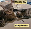 MARBLE BOY ( and Baby Momma) - Offered by Owner