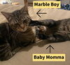 BABY MOMMA  (and Marble Boy) - Offered by Owner