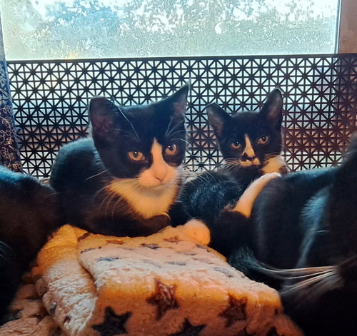 FREYA & SALLY - Offered by Owner - Kitten sisters