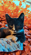 FREYA & SALLY - Offered by Owner - Kitten sisters