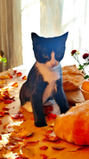 FREYA & SALLY - Offered by Owner - Kitten sisters