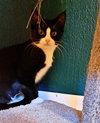 FREYA & SALLY - Offered by Owner - Kitten sisters