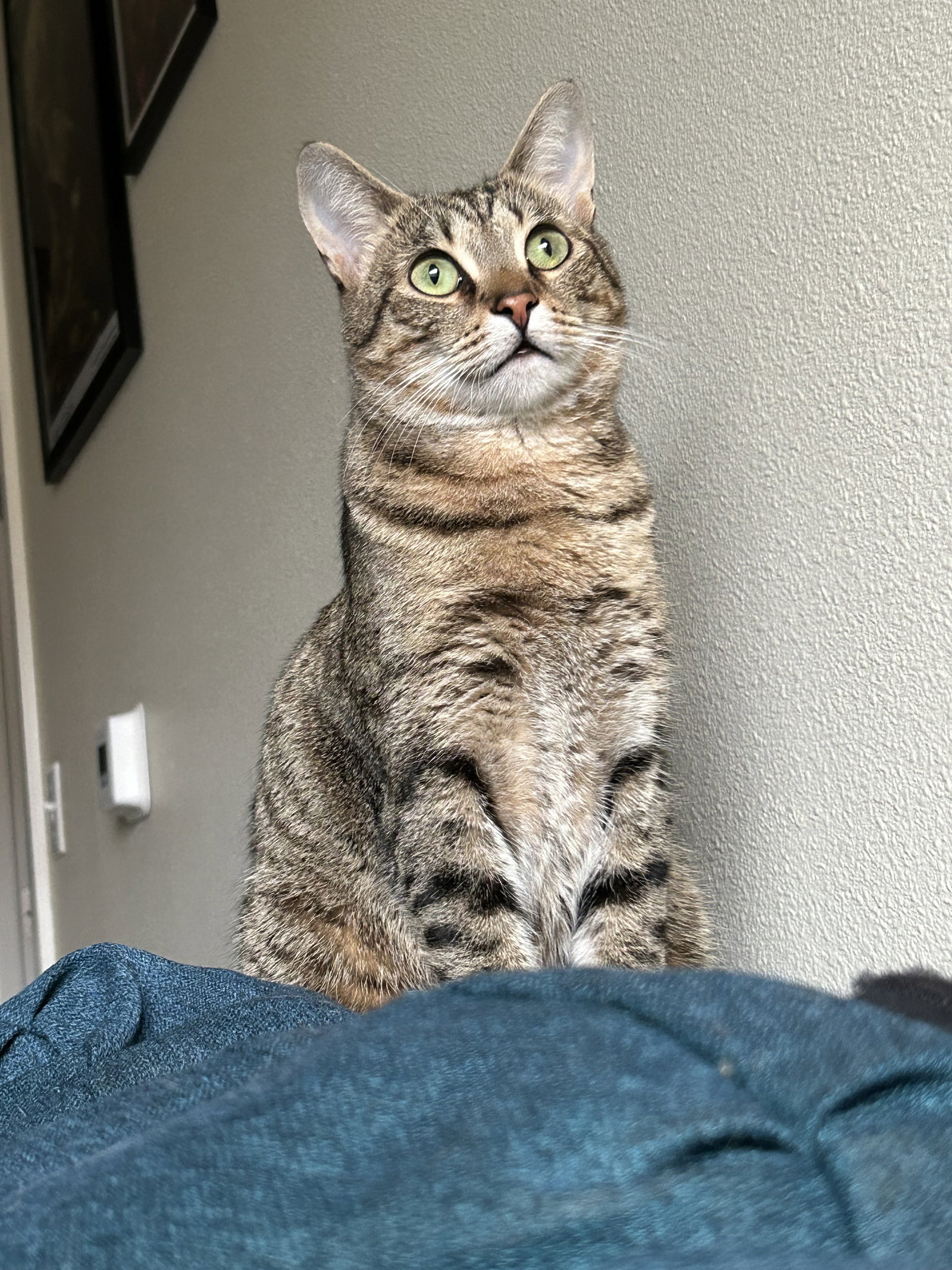CALCIFER Offered by Owner Need a single cat?'s  Page