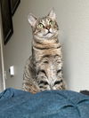 CALCIFER - Offered by Owner - Need a single cat?