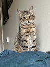 CALCIFER - Offered by Owner - Need a single cat?