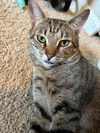 CALCIFER - Offered by Owner - Need a single cat?