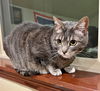 TINY - Offered by Owner - Lap warmer!