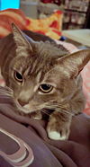 TINY - Offered by Owner - Lap warmer!