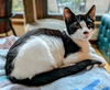 BERTIE