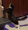 THISTLE - Offered by Owner - Fluffy Young Tux