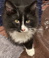 THISTLE - Offered by Owner - Young Tux