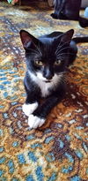 MIGUEL - Offered by Owner - Teen Tux