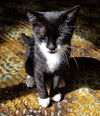 MIGUEL - Offered by Owner - Teen Tux