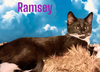 RAMSEY & LOTUS - Offered by Owner