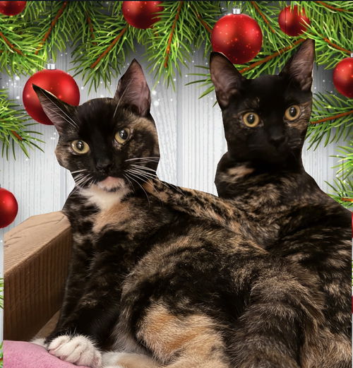 PIPER & RILEY - Offered by Owner - Kitten Sisters