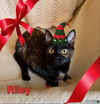 PIPER & RILEY - Offered by Owner - Kitten Sisters