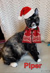 PIPER & RILEY - Offered by Owner - Kitten Sisters