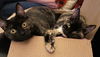 PIPER & RILEY - Offered by Owner - Kitten Sisters