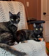 PIPER & RILEY - Offered by Owner - Kitten Sisters