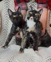 PIPER & RILEY - Offered by Owner - Kitten Sisters