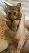 SIMBA - Offered by Owner