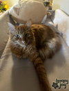 SIMBA - Offered by Owner
