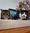 PAWLIE & MISS CRYS  Offered by Owner -In/Out Pair