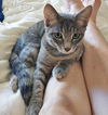 VIDA (and mom cat VIOLET) -Offered by Owner