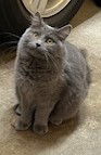 MISSY - Offered by Owner - Teen Kitten