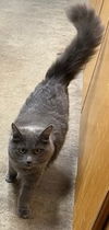 MISSY - Offered by Owner - Teen Kitten